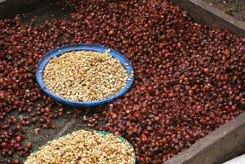 Rwandan coffee cherries_Joseph King via Creative Commons