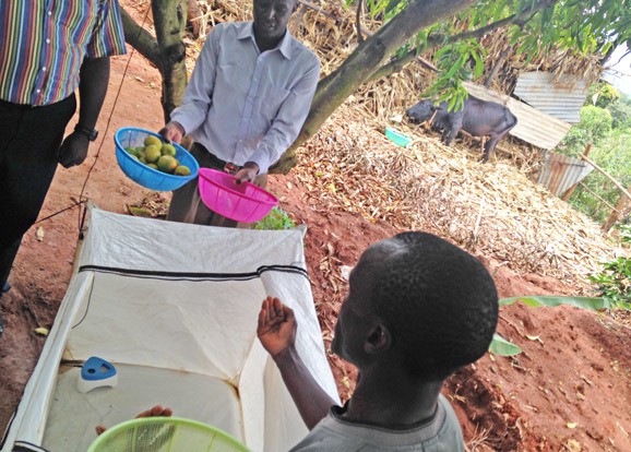 Farmers in Kenya showcase mango storage innovations being piloted through the YieldWise Initiative. (Photo Credit: GKI)