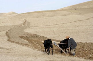 A farmer in Afghanistan plows his field. Afghani agriculture is threatened by climate change, poor soil management, low quality seeds, and poor grain storage.