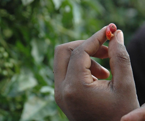 A Rwandan researcher inspects a coffee cherry for evidence of antestia. Photo Credit: GKI