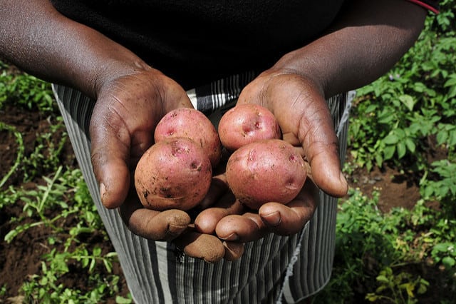 A pair of hands holding potatoes freshly harvested